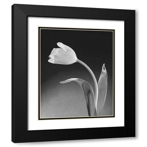 Solo Tulip Black Modern Wood Framed Art Print with Double Matting by Stefanich, Dick and Diane