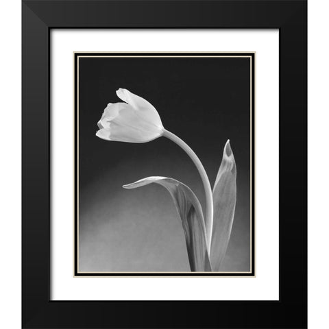 Solo Tulip Black Modern Wood Framed Art Print with Double Matting by Stefanich, Dick and Diane