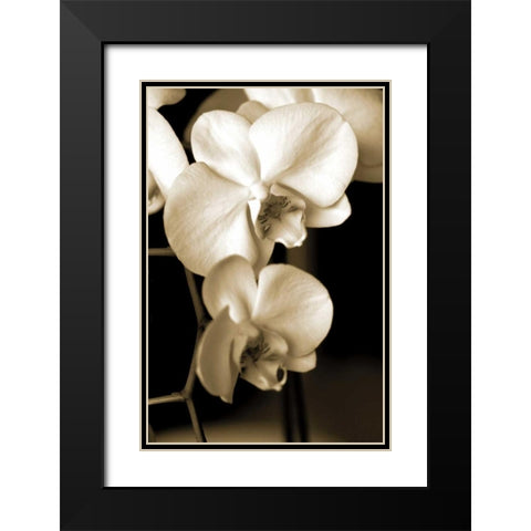 Exotic Blooms Black Modern Wood Framed Art Print with Double Matting by Ryan, Cinzia