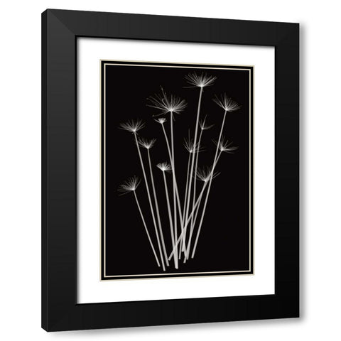 Three Rushes Black Modern Wood Framed Art Print with Double Matting by Wehtje, Jim