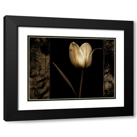 White Tulipa I Black Modern Wood Framed Art Print with Double Matting by Filler, Rick