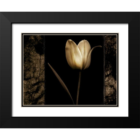 White Tulipa I Black Modern Wood Framed Art Print with Double Matting by Filler, Rick