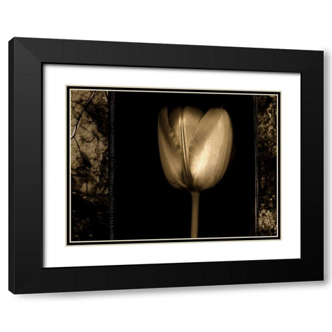 White Tulipa II Black Modern Wood Framed Art Print with Double Matting by Filler, Rick