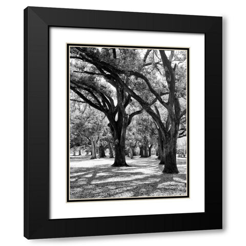 Oak Tree Study Black Modern Wood Framed Art Print with Double Matting by Maihara/Watt, Jeff/Boyce