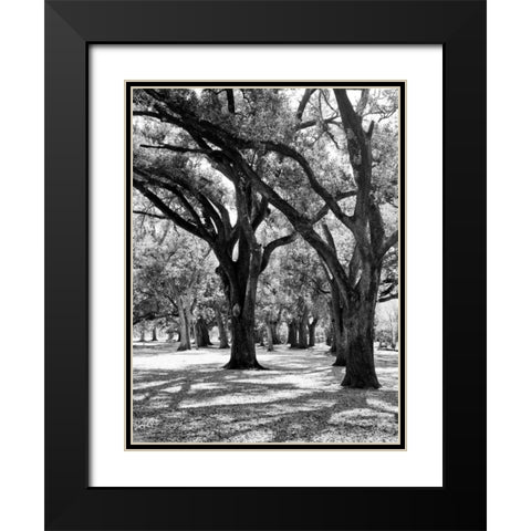 Oak Tree Study Black Modern Wood Framed Art Print with Double Matting by Maihara/Watt, Jeff/Boyce