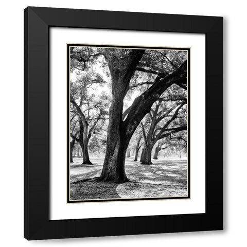 Oak Tree Study Black Modern Wood Framed Art Print with Double Matting by Maihara/Watt, Jeff/Boyce