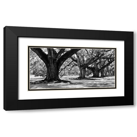 Majestic Oaks I Black Modern Wood Framed Art Print with Double Matting by Maihara, Jeff