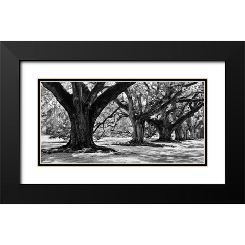 Majestic Oaks I Black Modern Wood Framed Art Print with Double Matting by Maihara, Jeff
