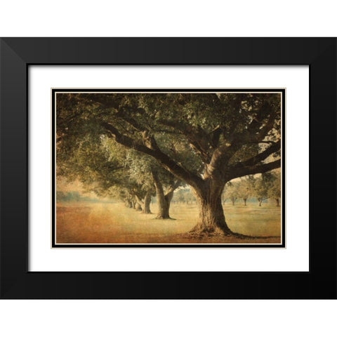 Island Oak Black Modern Wood Framed Art Print with Double Matting by Guion, William