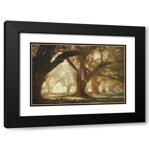 Oak Alley Morning Light Black Modern Wood Framed Art Print with Double Matting by Guion, William