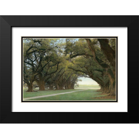 Alley of the Oaks Black Modern Wood Framed Art Print with Double Matting by Guion, William