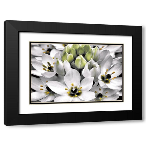 Blooming Stars Black Modern Wood Framed Art Print with Double Matting by Frates, Dennis