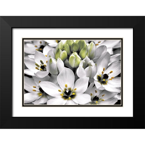Blooming Stars Black Modern Wood Framed Art Print with Double Matting by Frates, Dennis