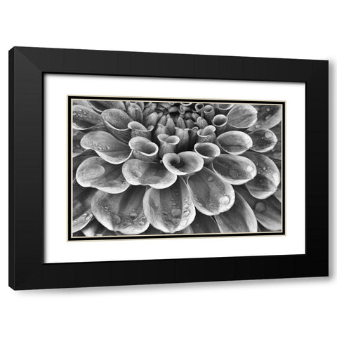 Silver Dahlia Black Modern Wood Framed Art Print with Double Matting by Frates, Dennis