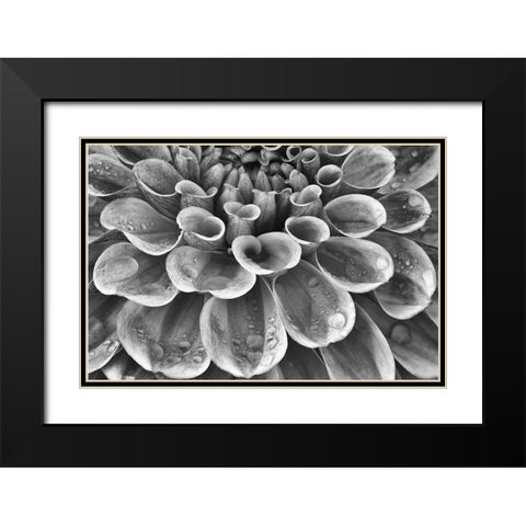 Silver Dahlia Black Modern Wood Framed Art Print with Double Matting by Frates, Dennis