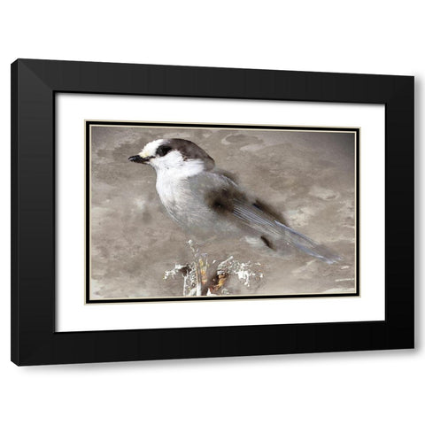 Grey Jay I Black Modern Wood Framed Art Print with Double Matting by Fontaine, Stephane