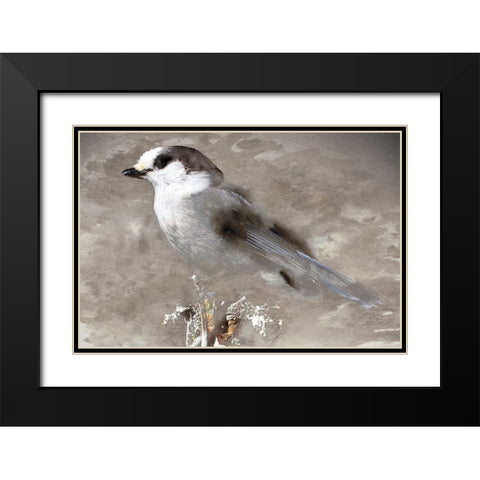 Grey Jay I Black Modern Wood Framed Art Print with Double Matting by Fontaine, Stephane