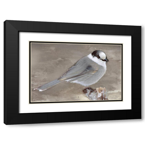 Grey Jay II Black Modern Wood Framed Art Print with Double Matting by Fontaine, Stephane