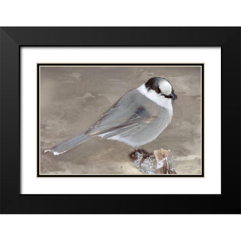 Grey Jay II Black Modern Wood Framed Art Print with Double Matting by Fontaine, Stephane