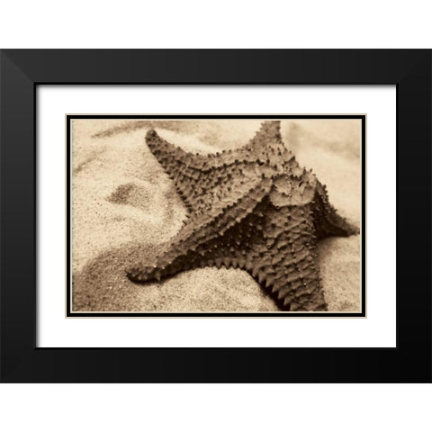 Starfish Black Modern Wood Framed Art Print with Double Matting by Schick, Cyndi