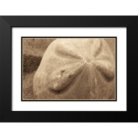 Sand Dollar Black Modern Wood Framed Art Print with Double Matting by Schick, Cyndi