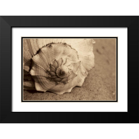 Conch Black Modern Wood Framed Art Print with Double Matting by Schick, Cyndi