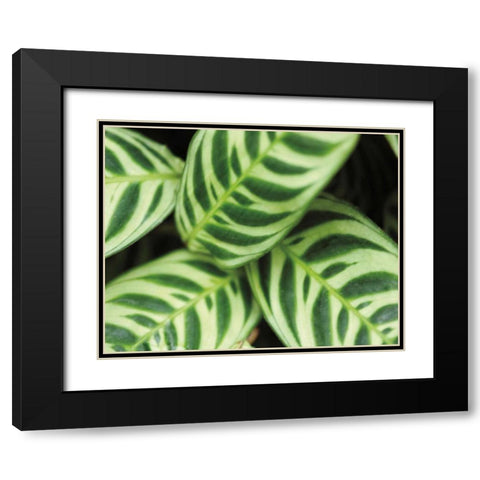 Springtime I Black Modern Wood Framed Art Print with Double Matting by Ryan, Cinzia