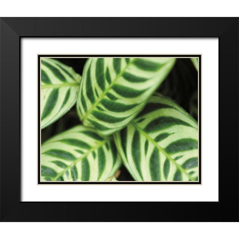 Springtime I Black Modern Wood Framed Art Print with Double Matting by Ryan, Cinzia