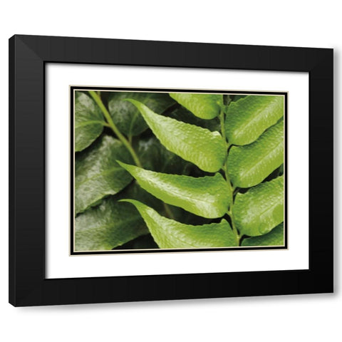Springtime III Black Modern Wood Framed Art Print with Double Matting by Ryan, Cinzia