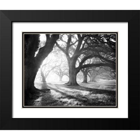 Oak Alley, Light and Shadows Black Modern Wood Framed Art Print with Double Matting by Guion, William