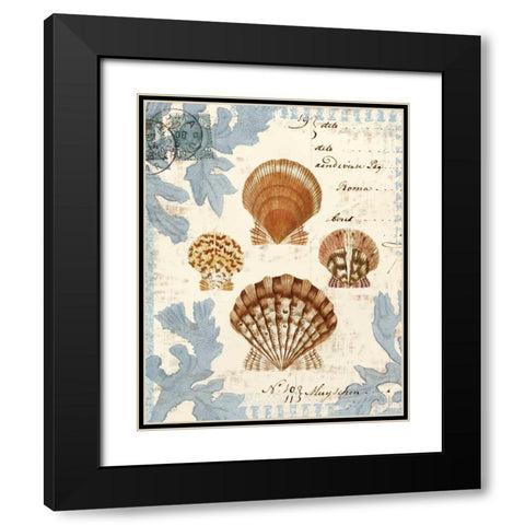 Seashell Collection I Black Modern Wood Framed Art Print with Double Matting by Berg, Sabine