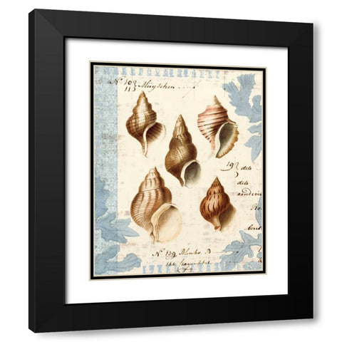 Seashell Collection II Black Modern Wood Framed Art Print with Double Matting by Berg, Sabine