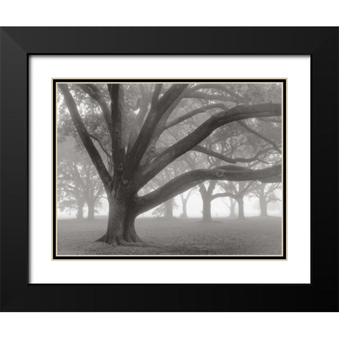 Oak Grove in Fog Black Modern Wood Framed Art Print with Double Matting by Guion, William