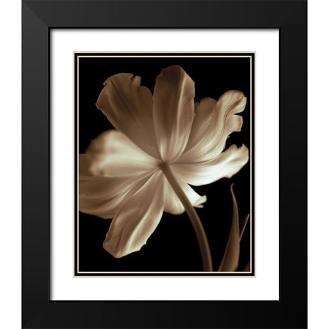 Champagne Tulip II Black Modern Wood Framed Art Print with Double Matting by Britt, Charles
