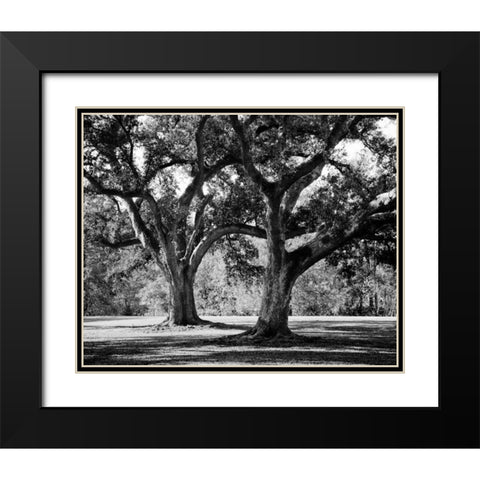 Oak Grove I Black Modern Wood Framed Art Print with Double Matting by Maihara/Watt, Jeff/Boyce