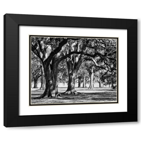 Oak Grove II Black Modern Wood Framed Art Print with Double Matting by Maihara/Watt, Jeff/Boyce