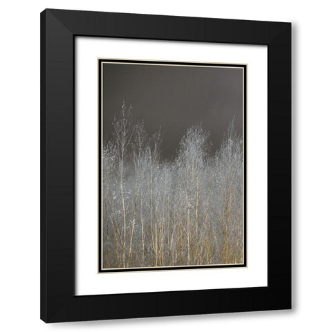Silver Forest I Black Modern Wood Framed Art Print with Double Matting by Frank, Assaf