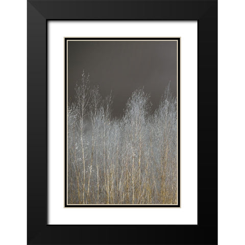 Silver Forest I Black Modern Wood Framed Art Print with Double Matting by Frank, Assaf