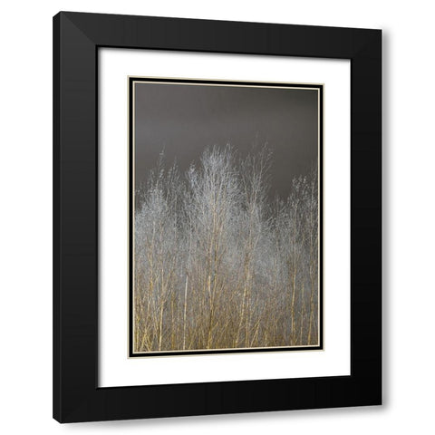 Silver Forest III Black Modern Wood Framed Art Print with Double Matting by Frank, Assaf