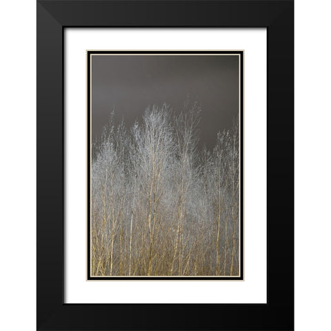 Silver Forest III Black Modern Wood Framed Art Print with Double Matting by Frank, Assaf