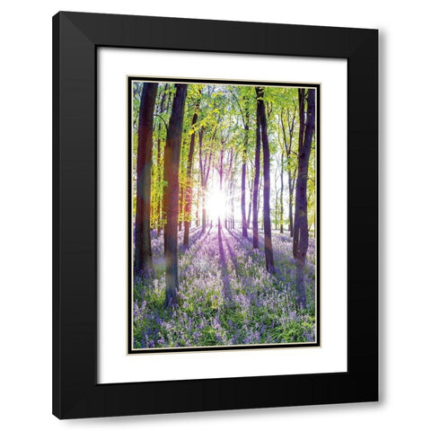 Bluebells and Sunrise I Black Modern Wood Framed Art Print with Double Matting by Frank, Assaf
