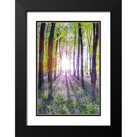 Bluebells and Sunrise I Black Modern Wood Framed Art Print with Double Matting by Frank, Assaf