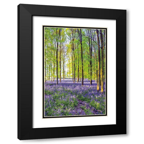Bluebells and Sunrise III Black Modern Wood Framed Art Print with Double Matting by Frank, Assaf