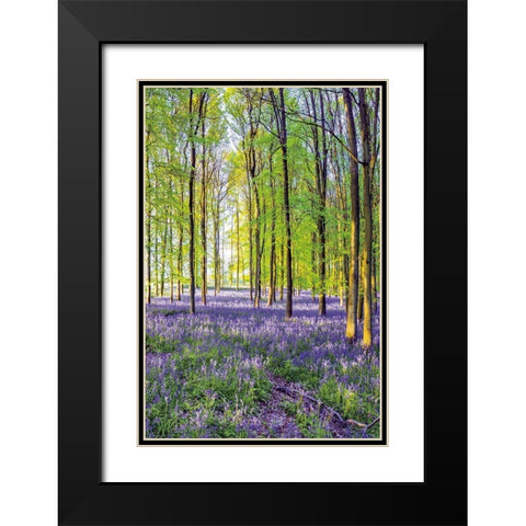 Bluebells and Sunrise III Black Modern Wood Framed Art Print with Double Matting by Frank, Assaf