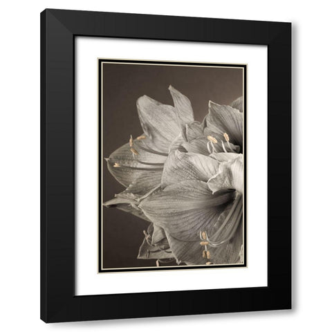 Grand Floral I Black Modern Wood Framed Art Print with Double Matting by Frank, Assaf
