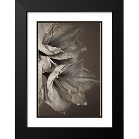 Grand Floral III Black Modern Wood Framed Art Print with Double Matting by Frank, Assaf