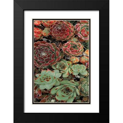 Succulent Collection I Black Modern Wood Framed Art Print with Double Matting by Frates, Dennis