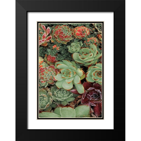 Succulent Collection II Black Modern Wood Framed Art Print with Double Matting by Frates, Dennis