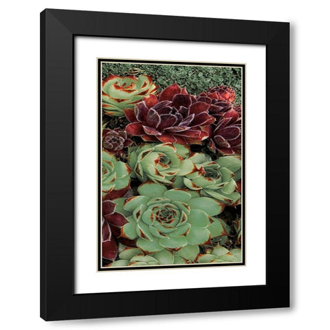 Succulent Collection III Black Modern Wood Framed Art Print with Double Matting by Frates, Dennis