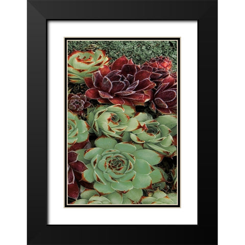 Succulent Collection III Black Modern Wood Framed Art Print with Double Matting by Frates, Dennis